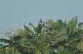 Black-Headed Heron